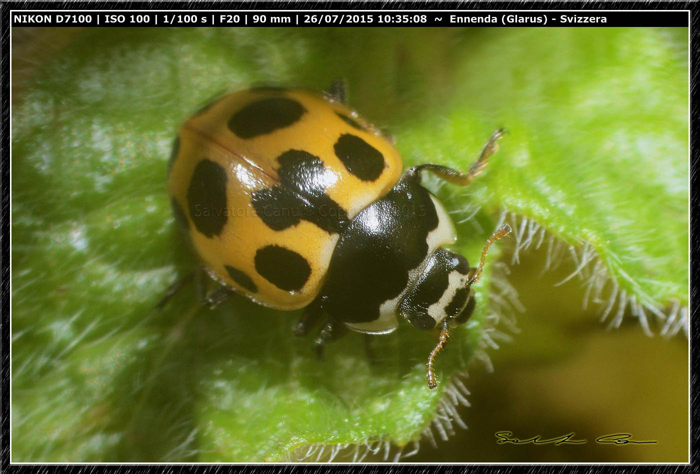 Propylea quatuordecimpunctata: no, Ceratomegilla notata